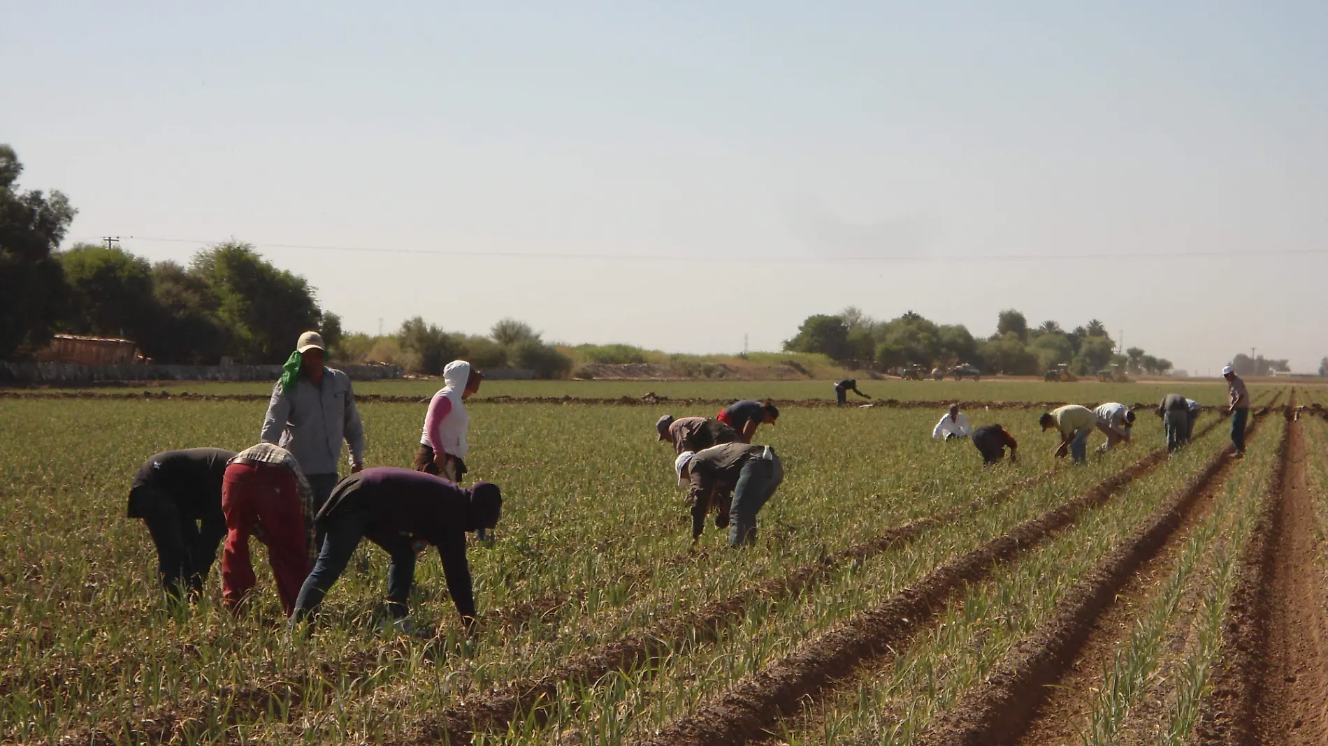 mal año agricola (2)